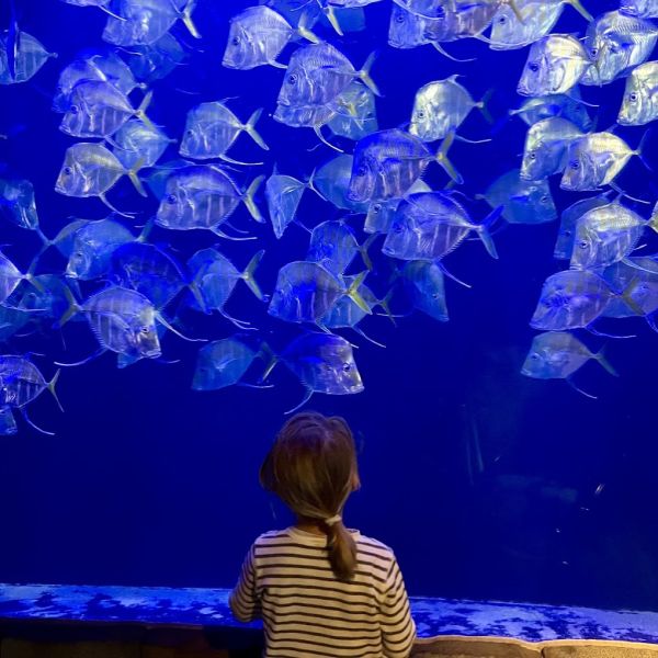 Family Attractions Image